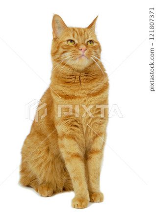 Red cat Red cat 121807371