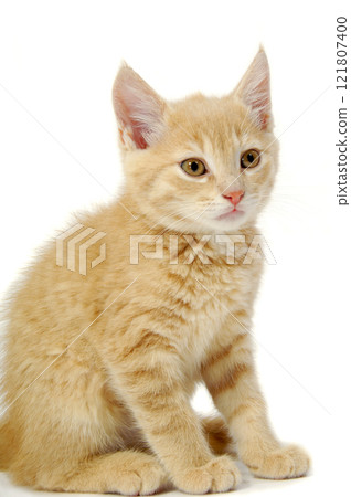 Kitten 121807400