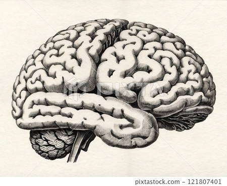 human brain close up 121807401