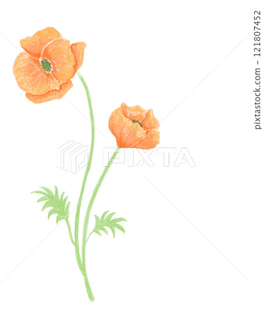 罌粟 罌粟 121807452