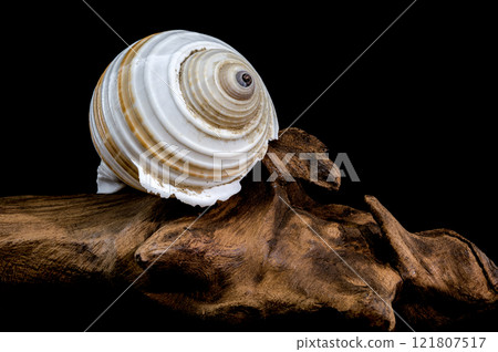 Spiral Seashell on Driftwood black background 121807517