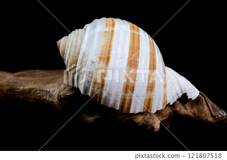 Spiral Seashell on Driftwood black background 121807518