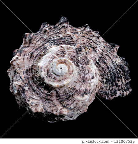 Angaria delphinus shell close-up isolated on black 121807522
