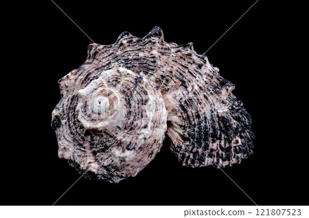 Angaria delphinus shell close-up isolated on black 121807523