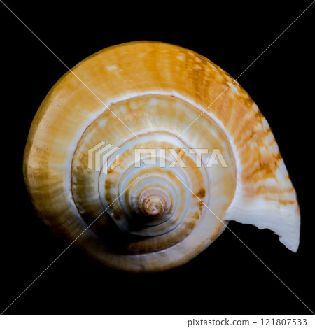Laevistrombus canarium shell isolated on black background 121807533