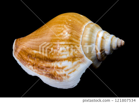Laevistrombus canarium shell isolated on black background 121807534
