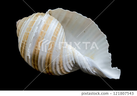 Striped Seashell on Black Background 121807543