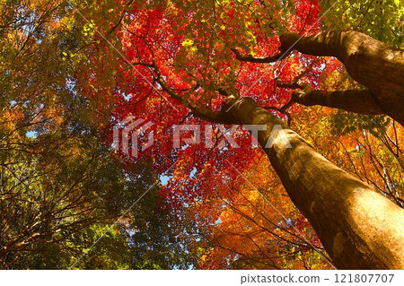 Autumn leaves trees 121807707