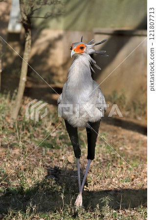 Secretarybird walking Secretarybird walking 121807713