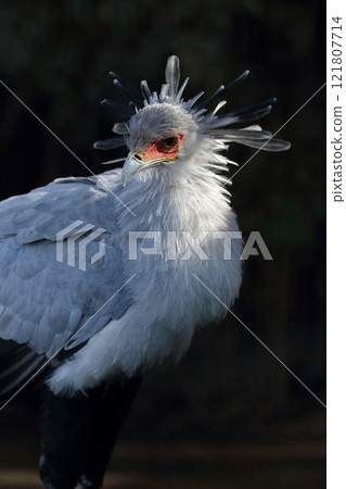 A beautiful Secretarybird bathed in light A beautiful Secretarybird bathed in light 121807714