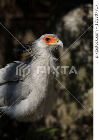 Profile portrait of Secretarybird Profile portrait of Secretarybird 121807717