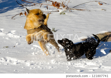 Two dogs playing 121807741