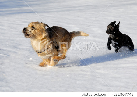 Two dogs running 121807745