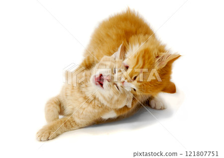 Fighting kittens 121807751