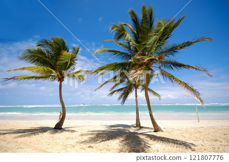 Palms on beach 121807776