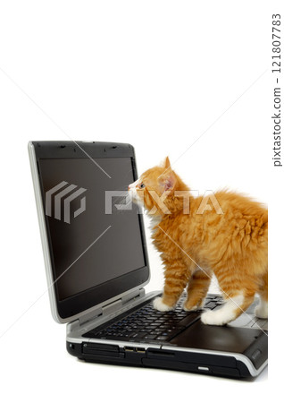Kitten and laptop Kitten and laptop 121807783