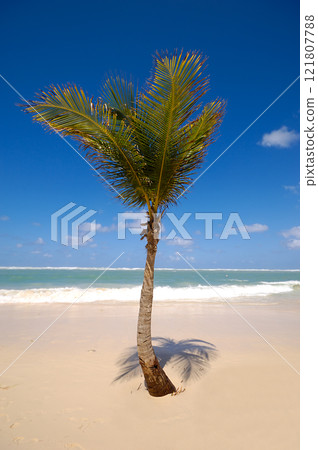 Palm in the sand Palm in the sand 121807788