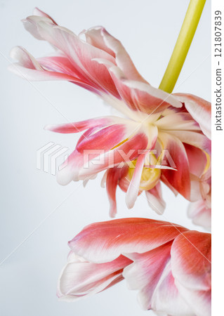 Tulip flowers with pink petals and a yellow center close up with white background Tulip flowers with pink petals and a yellow center close up with white background 121807839