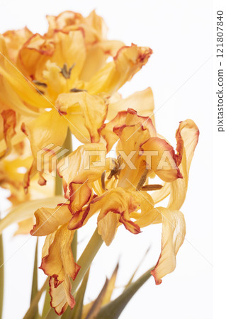 Beautiful yellow tulip flowers against a white background 121807840