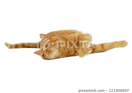 Red cat resting Red cat resting 121808097