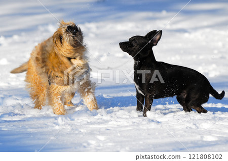 Two dogs in snow 121808102