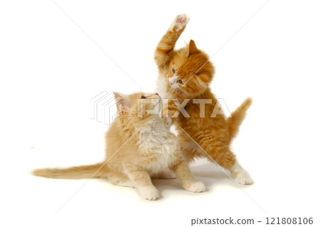 Fighting kittens Fighting kittens 121808106