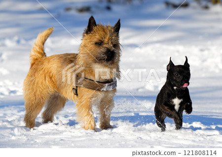 Two dogs Two dogs 121808114