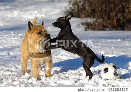 Two dogs in snow Two dogs in snow 121808115