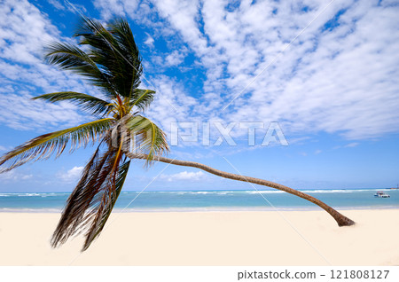 Palm on exotic beach Palm on exotic beach 121808127