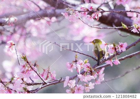 Kawazu cherry blossoms in full bloom and cute Japanese white-eyes 121808482
