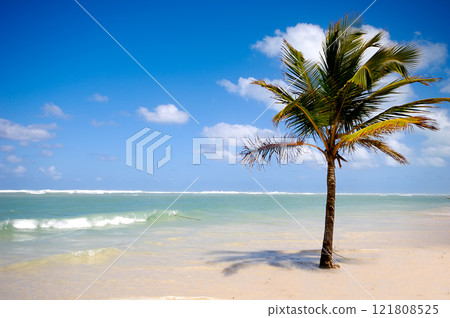 Palm on beach 121808525