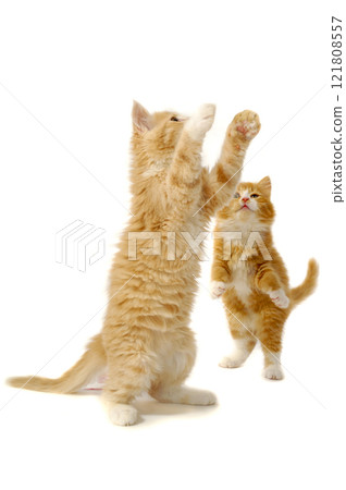 Playing kittens 121808557