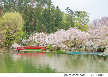 臥龍公園(長野縣鬚坂市) 日本賞櫻勝地百選 臥龍公園(長野縣鬚坂市) 日本賞櫻勝地百選 121808809