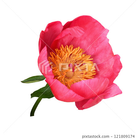 Coral peony flower isolated 121809174
