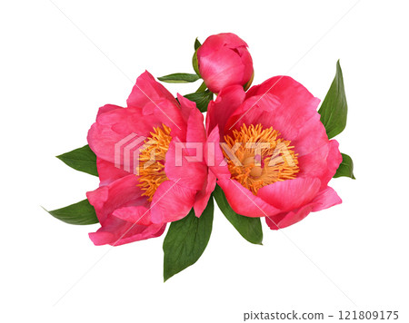 Coral peony flowers in a floral arrangement isolated 121809175