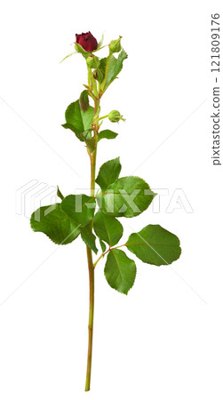 Red fresh rose flower and buds with green leaves isolated 121809176