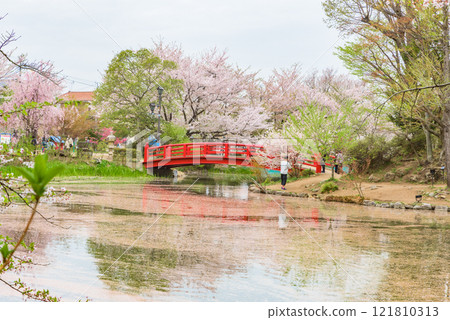 Garyu Park (Suzaka City, Nagano Prefecture) One of Japan's Top 100 Cherry Blossom Spots Garyu Park (Suzaka City, Nagano Prefecture) One of Japan's Top 100 Cherry Blossom Spots 121810313