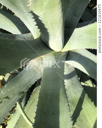 Green agave part of the stem vertical background 121810475