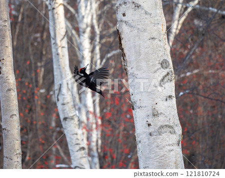 Kumagera Kumagera 121810724