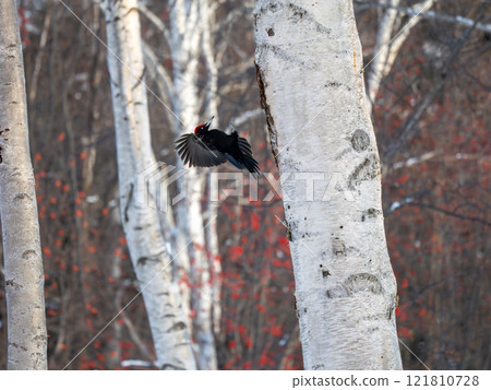 Kumagera Kumagera 121810728