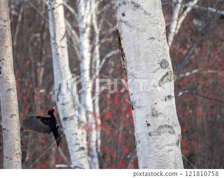 Kumagera Kumagera 121810758