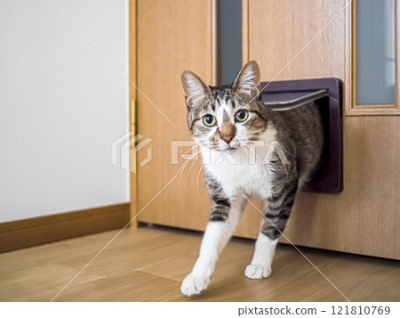 貓從貓門進入房間 121810769