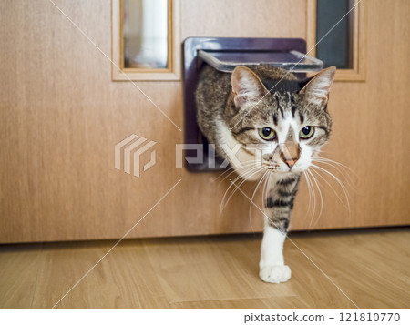 A cat entering a room through a cat door 121810770