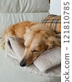 Dog: Miniature dachshund sleeping on the sofa 121810785