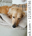 Dog: Miniature dachshund sleeping on the sofa 121810786