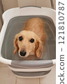 Dog: Miniature dachshund taking a bath 121810787