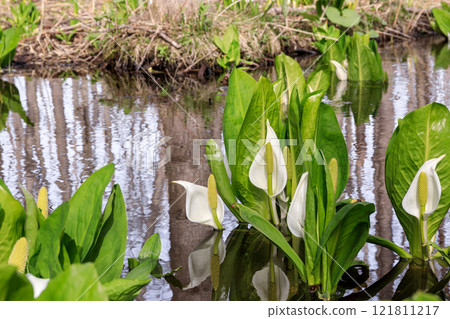 Beautifully blooming skunk cabbage in Chitose, Hokkaido [April] 121811217