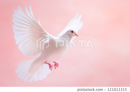 Close-up of a white dove with wings spread wide against a soft pastel background highlighting its grace and beauty 121811315