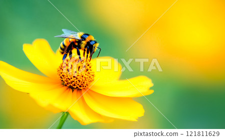 Bee on Yellow-Orange Cosmos Flower with Blurred Green Background and Copy Space Bee on Yellow-Orange Cosmos Flower with Blurred Green Background and Copy Space 121811629