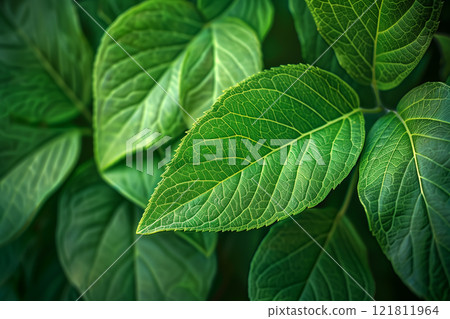 樹葉特寫背景AI生成素材 121811964